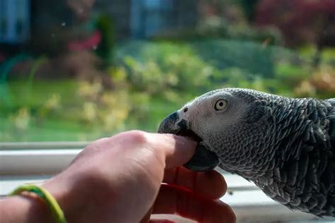 Can Parrots Get Sick From Humans Explained Animals Hq