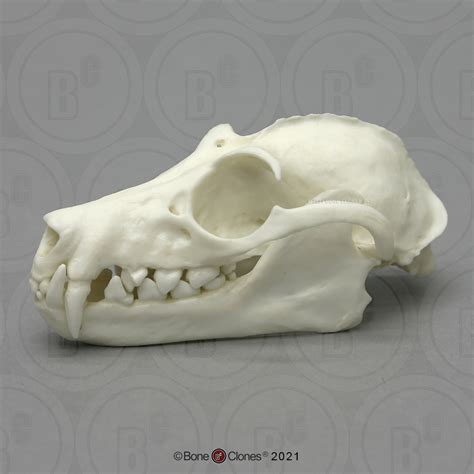 Greater Flying Fox Skull Bone Clones Inc Osteological Reproductions