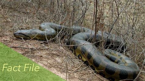 Green Anaconda Fact File Reptiles And Amphibians Youtube