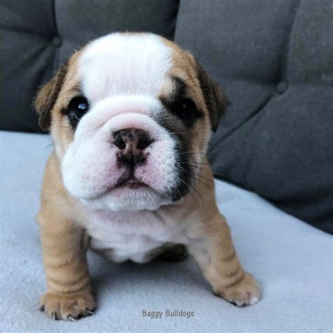 They have very short cobby bodies, nice round heads with very short smashed in short. Baggy Bulldogs - All about English Bulldogs english ...