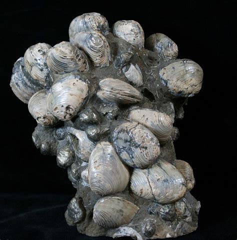 7 Tall Cretaceous Fossil Clam Cluster Russia 15591 For Sale