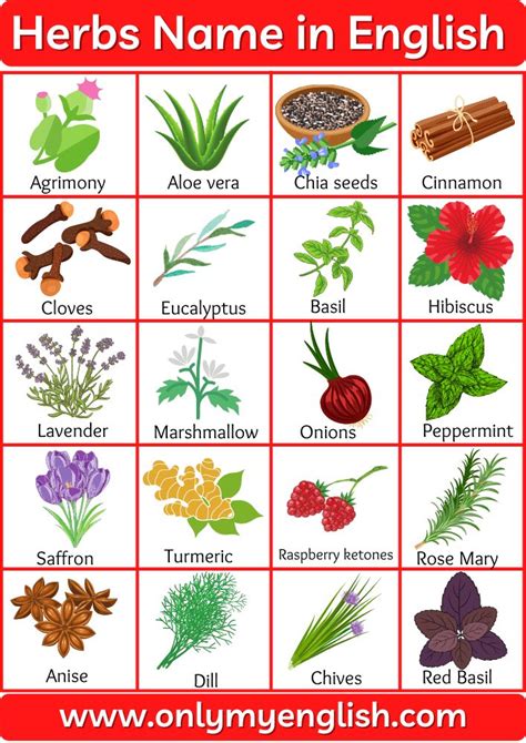 Herbs Name List Of Herbs Name In English Herbs Leafy Plants Names