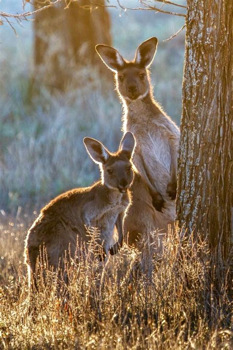 Kangaroos Australia Australian Animals Animals