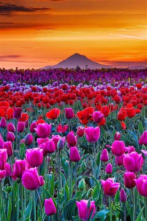 Woodburn Tulip Fields Beautiful Flowers Beautiful Landscapes