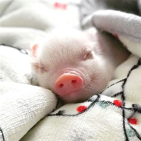 Pig In A Blanket Pigs In A Blanket Baby Pigs Cute Animals