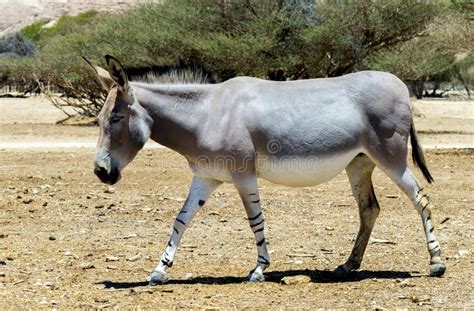 Somali Wild Donkey Equus Africanus Inhabits Nature Reserve Near Eilat