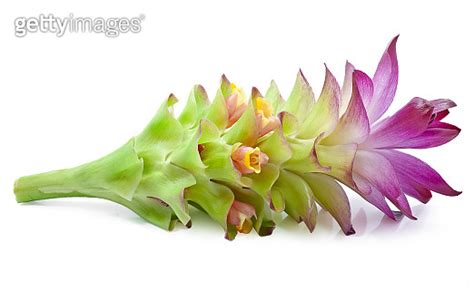 Turmeric Flower Isolated On White Background