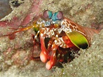 Sobre Colores: La excepcional visión de las mantis marinas
