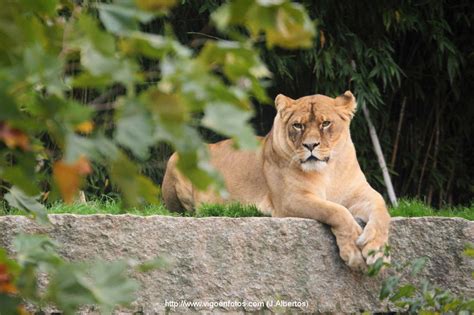 James also answers to james k leonas and leonas k james, and perhaps a couple of other names. FOTOS DE LEONES Y LEONAS. - VIGO. GALICIA - P9