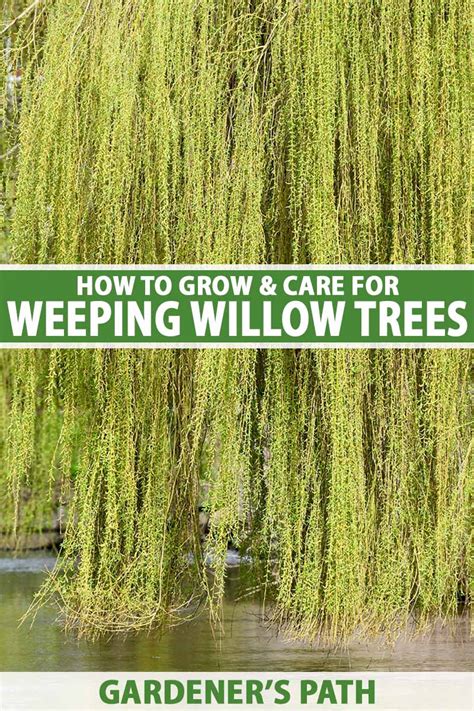 Develop And Take Care Of Weeping Willows Naturery Net