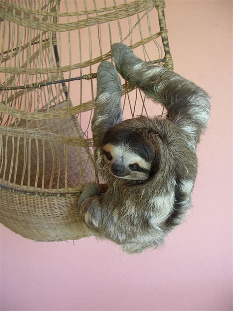 Buttercup The Sloth Ah So Cute This Is Buttercup The Fir Flickr