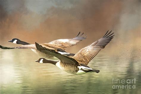Canada Geese Pair In Flight Photograph By John Bartelt Fine Art America