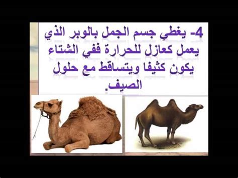 zwischenspeicher arabisch schlüssel كيف يتكيف الجمل مع الصحراء elektriker aufzählen geschmack