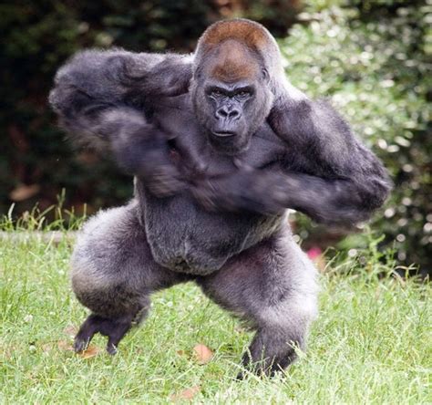 silverback gorilla strength how strong is silverback gorilla primates park