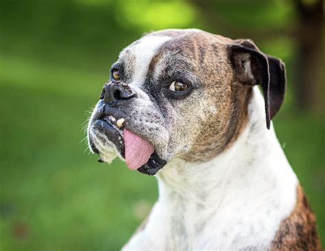 Boxer Dog Sticking Tongue Out Photograph By Cavan Images Fine Art America