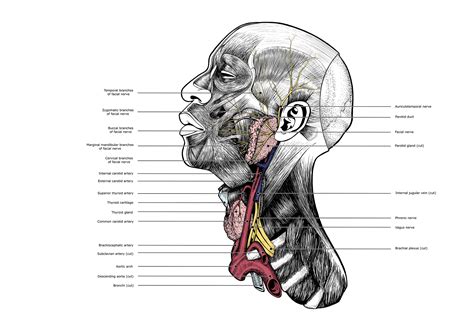 Head And Neck Anatomy On Behance