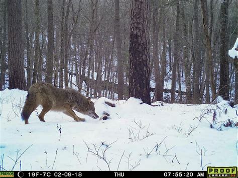 What Impact Do Coyotes Have On Virginias Deer Virginia Dwr