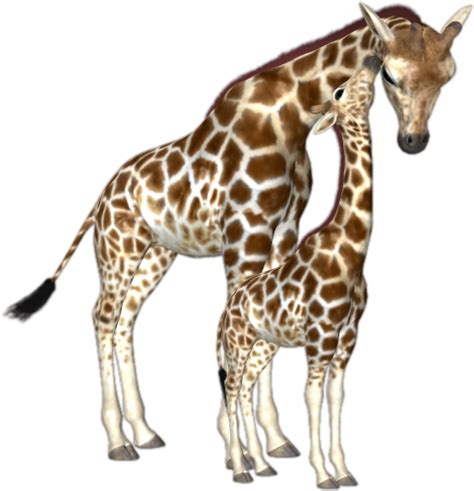 Forgetmenot Giraffes