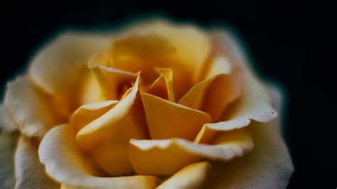 Download Wallpaper 3840x2160 Rose Flower Petals Blur Macro Yellow