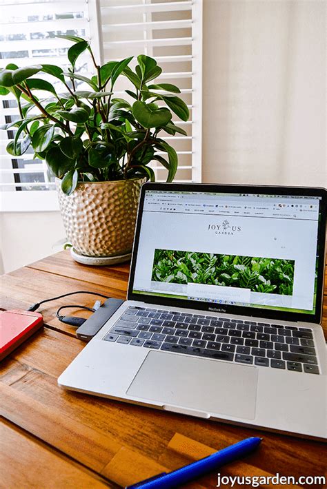 16 Best Office Desk Plants For Your Workspace 2024