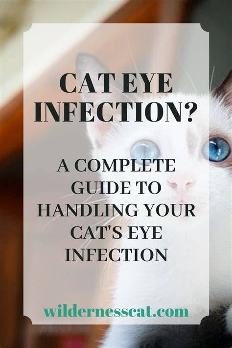 how to treat cat eye infection