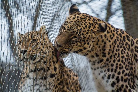 Fotos Gratis Ver Hembra Fauna Silvestre Amor Zoo Retrato Juntos