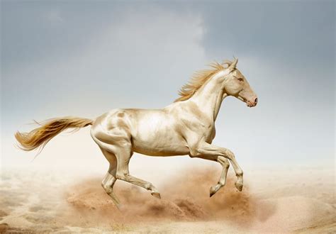 10 Most Beautiful Horse Breeds 10 Most Today