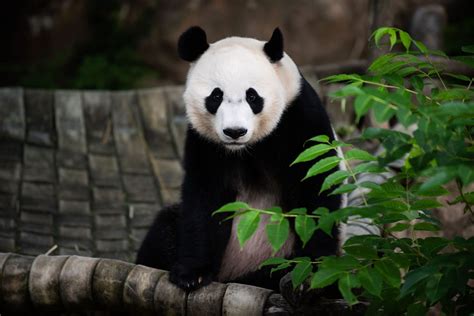 Giant Panda Bei Bei Leaving National Zoo For China