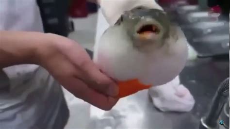Puffer Fish Eats Carrot Youtube