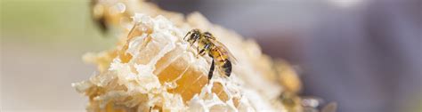 Ufs New Honey Bee Lab Will Support Beekeeping Agriculture News