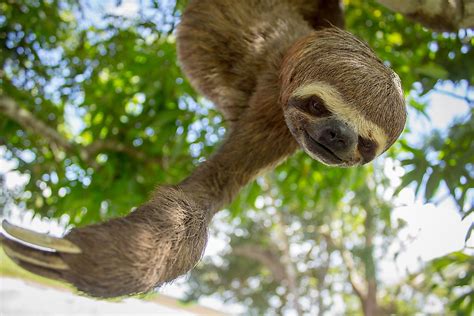 10 Animals Found In Brazil Worldatlas