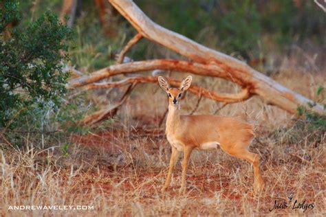 Small Antelope Madikwe Africa Geographic