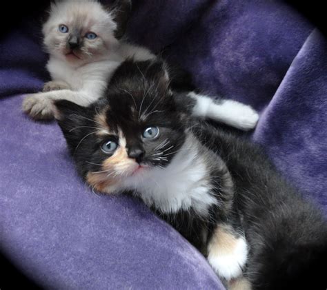 Katys Kittens 5 Weeks Old~ Ragdoll X Kittens Cats And Kittens Cats