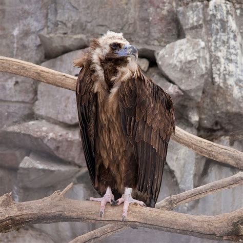 Cinereous Vulture (Aegypius monachus) - Old World - AKA black vulture, monk vulture, or Eurasian 