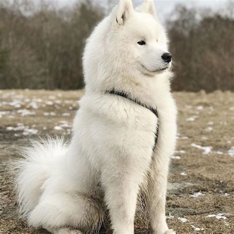 Ghostthesamoyed Is A Modellllll Dogsdogpuppypupsamoyedsam