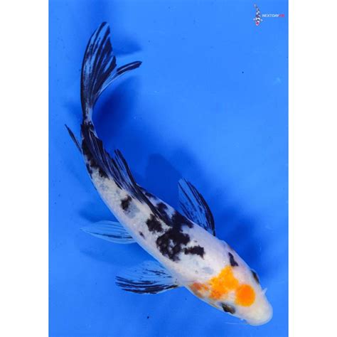 5 Sanke Butterfly Koi Koi Fish For Sale