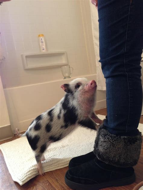18 Pigs Who Are Too Adorable To Be Real