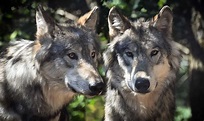 19 Gray Wolf Facts - Biology, Appearance, Behavior & More | Facts.net