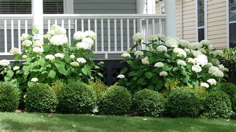 The Best Bushes To Plant In Front Of Your House