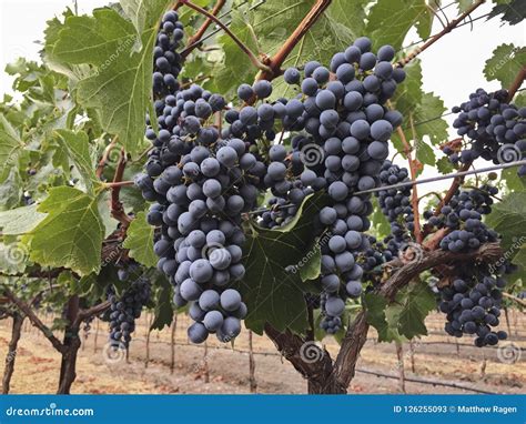 Grape Clusters In Napa Vineyard Stock Image Image Of Leaf Food