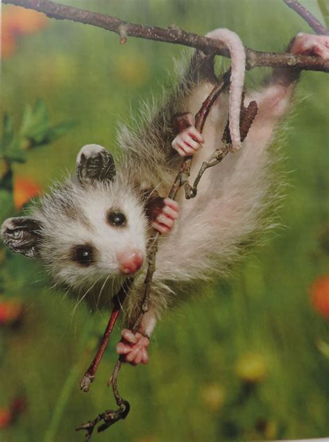 A Young Opossum Cute Animals Animals Wild Animals Beautiful