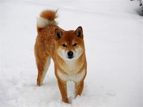 The cost of a purebred shiba inu puppy. How Much Do Shiba Inus Puppies Cost ? | Japanese dogs ...