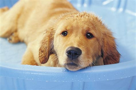 How To Bathe And Groom Your Puppy