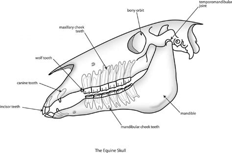 Equine Skull Anatomy Interesting Facts Texas Equine Dentistry Blog