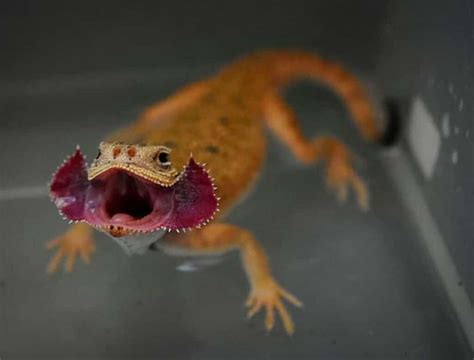 Toadhead Agamas Learn About Nature