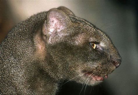 The Jaguarundi Is A Small Sized Wild Cat Native To Central And South