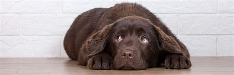 The Complete Guide To Stress In Dogs And How To Relieve It