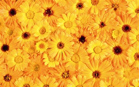 Free Download Yellow Color Wallpaper Wallpaper High Definition High