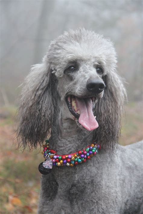 A standard poodle crossed with a bernese is about 50 lbs and 21 inches at the shoulder, albeit females are smaller than the males. Love the collar also! #Poodle | Poodle dog, Pet breeds ...