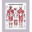 The Human Muscular System Anatomy Detailed Diagram 20 Wide X 26 High